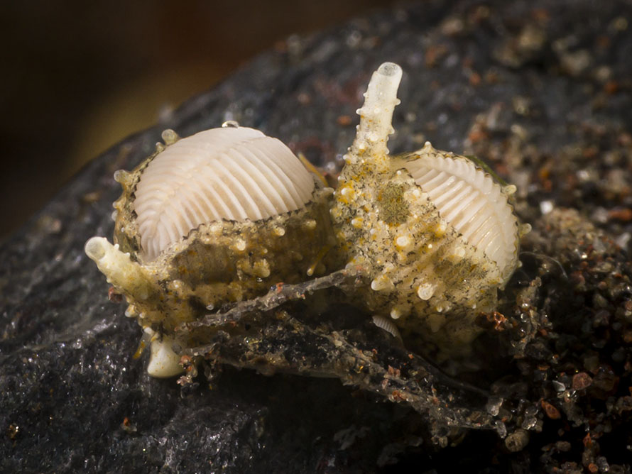 Oliva amethystina